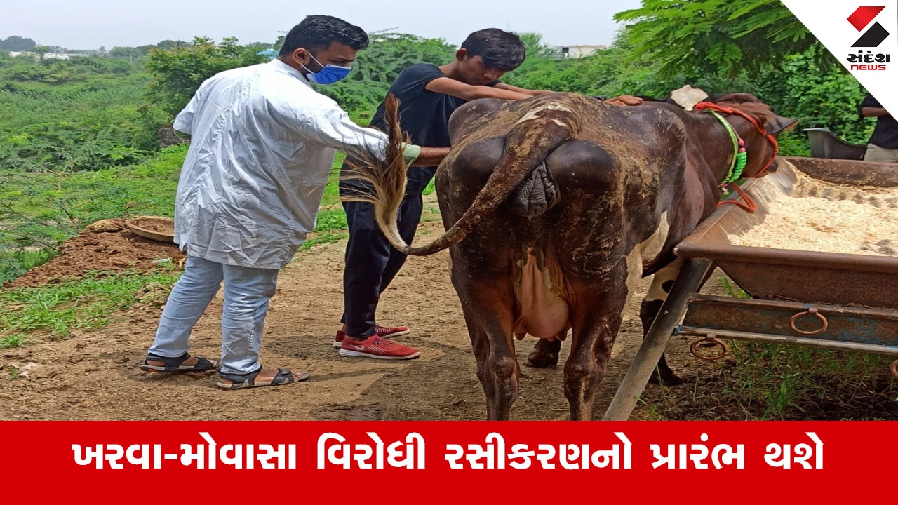 સુરેન્દ્રનગર જિલ્લામાં પશુઓમાં ખરવા-મોવાસા વિરોધી રસીકરણ રાઉન્ડ 8નો 1 માર્ચથી પ્રારંભ થશે.