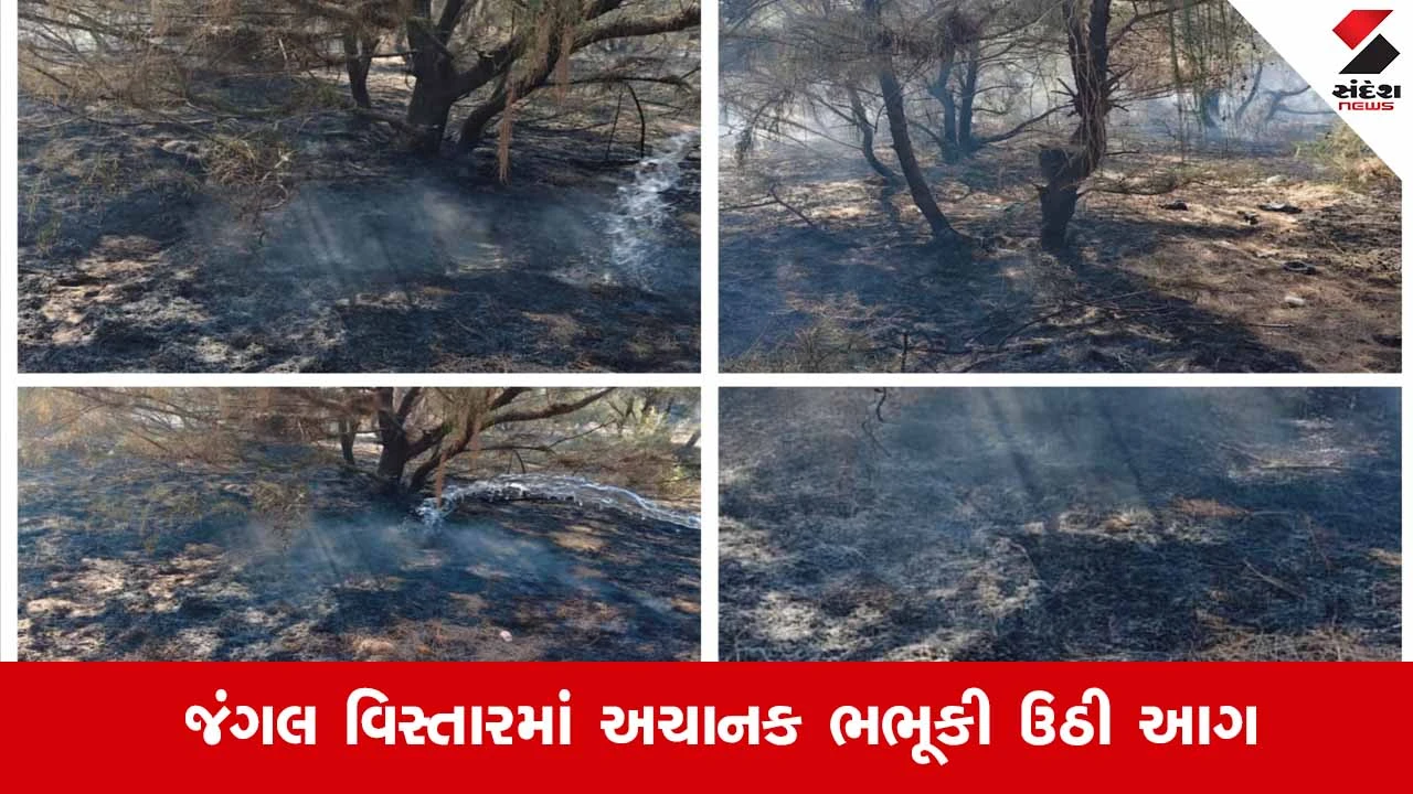 Junagadh News: ચોરવાડ બંદરના જંગલ વિસ્તારમાં લાગી ભીષણ આગ