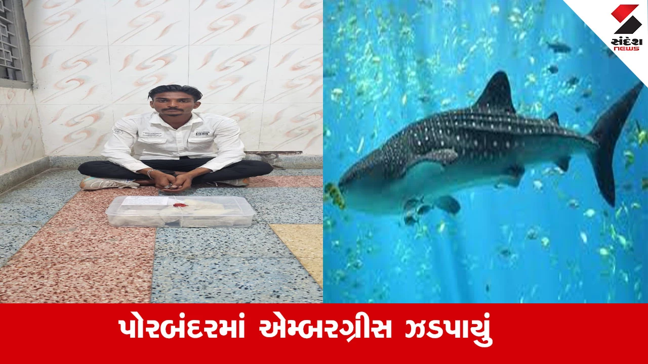 પોરબંદર પોલીસે 1.82 કરોડનું "સમુદ્રી સોનું" જપ્ત કર્યું, એક આરોપીની ધરપકડ.