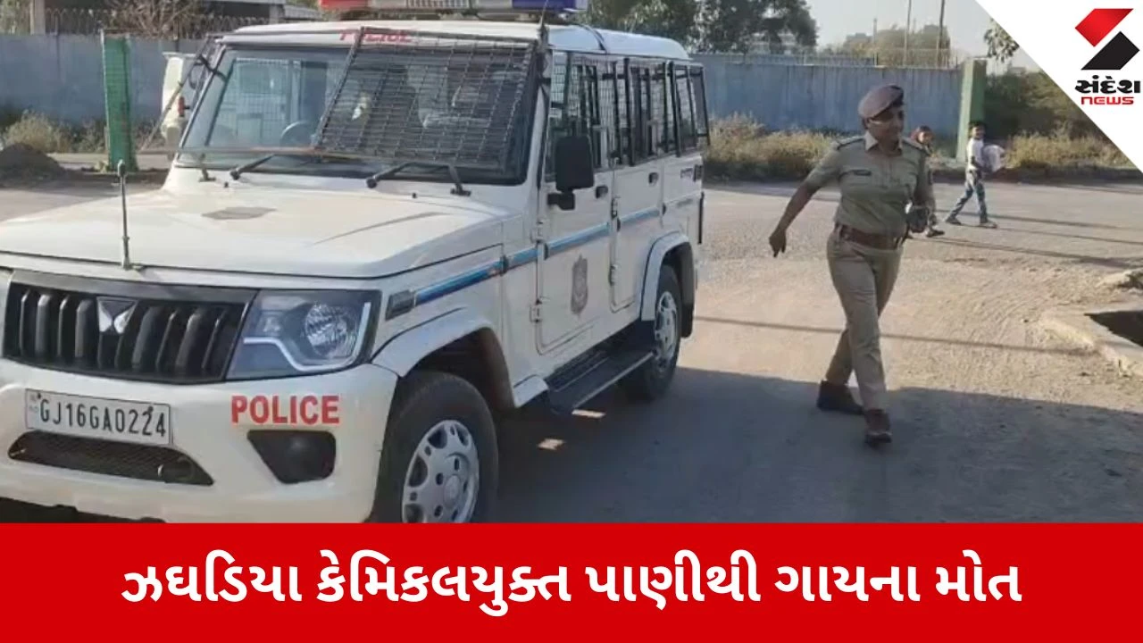 Bharuch: ગેરકાયદે કેમિકલયુક્ત પાણી છોડતા પશુઓનો ભોગ લેવાયો, ઝેરી પાણી પીતા 9 કિંમતી ગાયોના મોત 