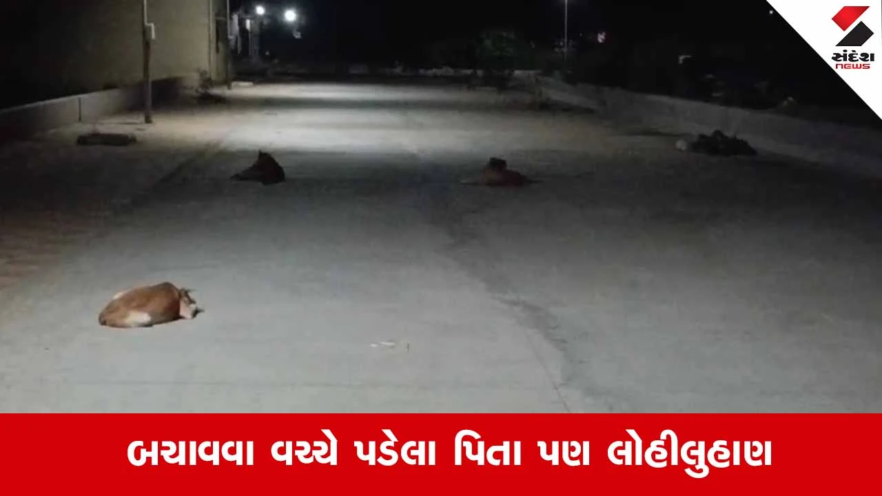 Anand News: ઉમરેઠની મદની સોસાયટીમાં રખડતા કૂતરાનો કહેર, બે માસૂમ બાળકો પર હુમલો 