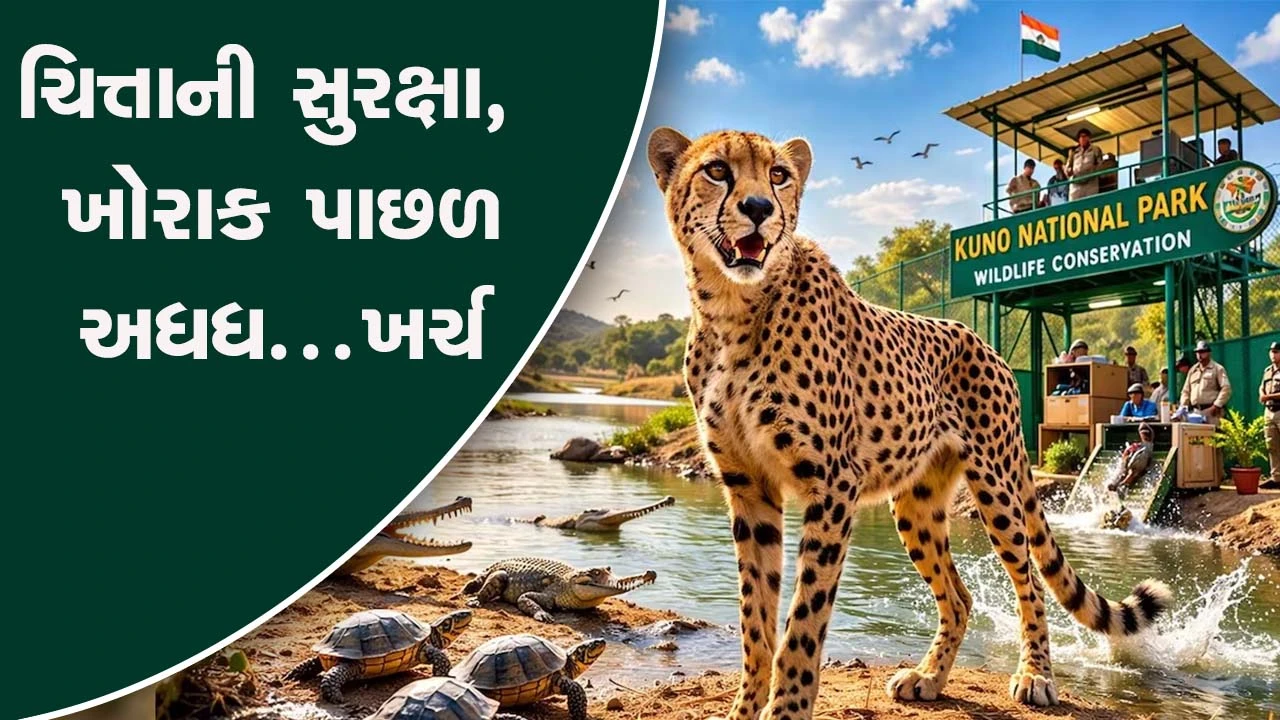 કુનો નેશનલ પાર્કમાં બોત્સ્વાનાથી 9 નવા ચિત્તા, વન્ય જીવ સંરક્ષણ અને ખર્ચની ચિંતા વધી.