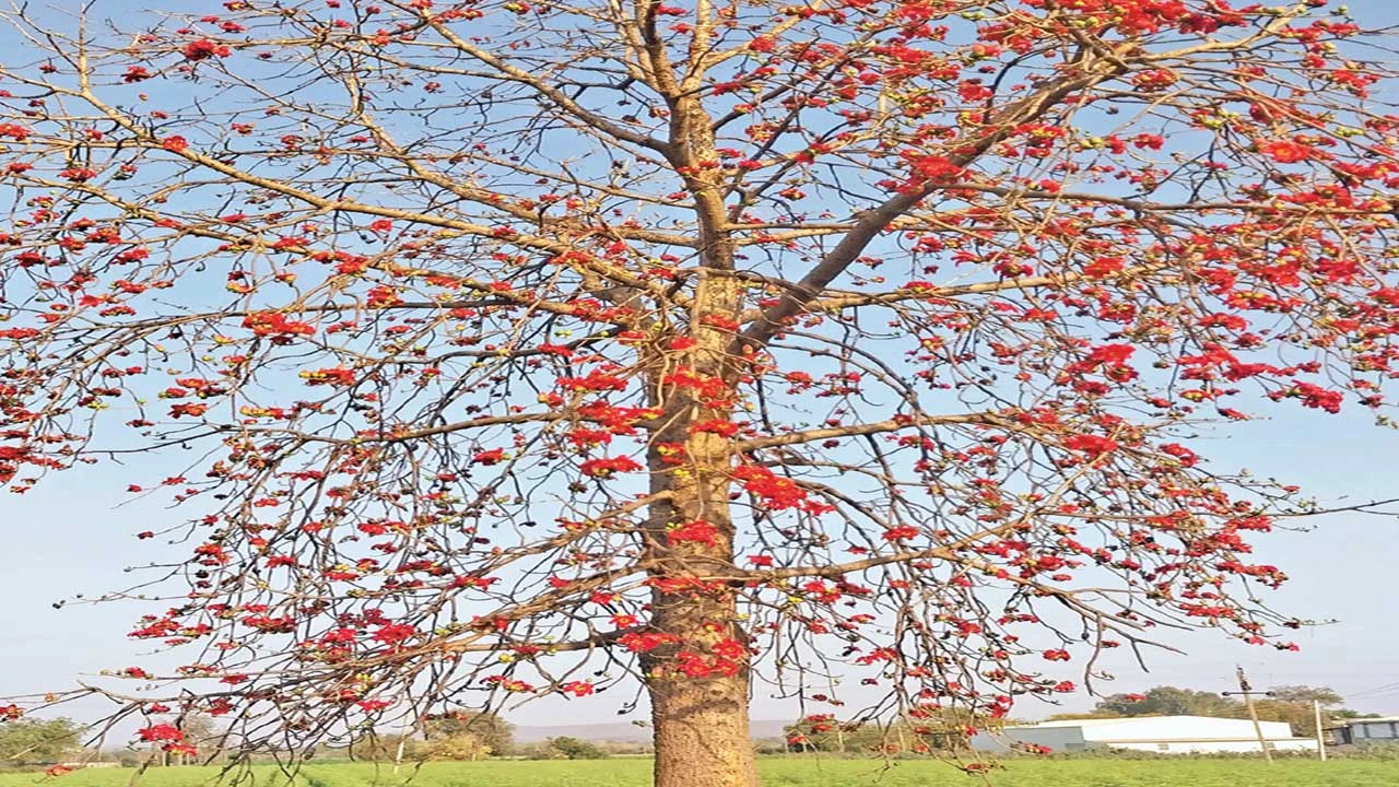 Aravalli: શિયાળાની વિદાય અને ઉનાળાના આગમન વચ્ચે પ્રકૃતિમાં કેસુડાનો રંગ છવાયો