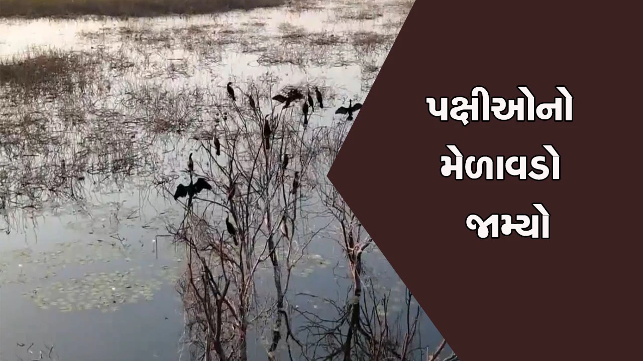 તમિલનાડુના તીરુચીરપ્પલ્લીમાં જળચર પક્ષીઓનું આગમન: વિવિધ પ્રજાતિના પક્ષીઓથી આ વિસ્તાર આકર્ષક બન્યો.