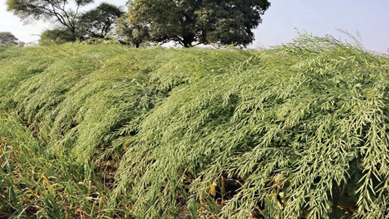 Mahesana: પાક બચાવો, નફો વધારો : રાયડાના પાકની શીંગો પીળી પડે, પાન ખરે ત્યારે કાપણી કરો 