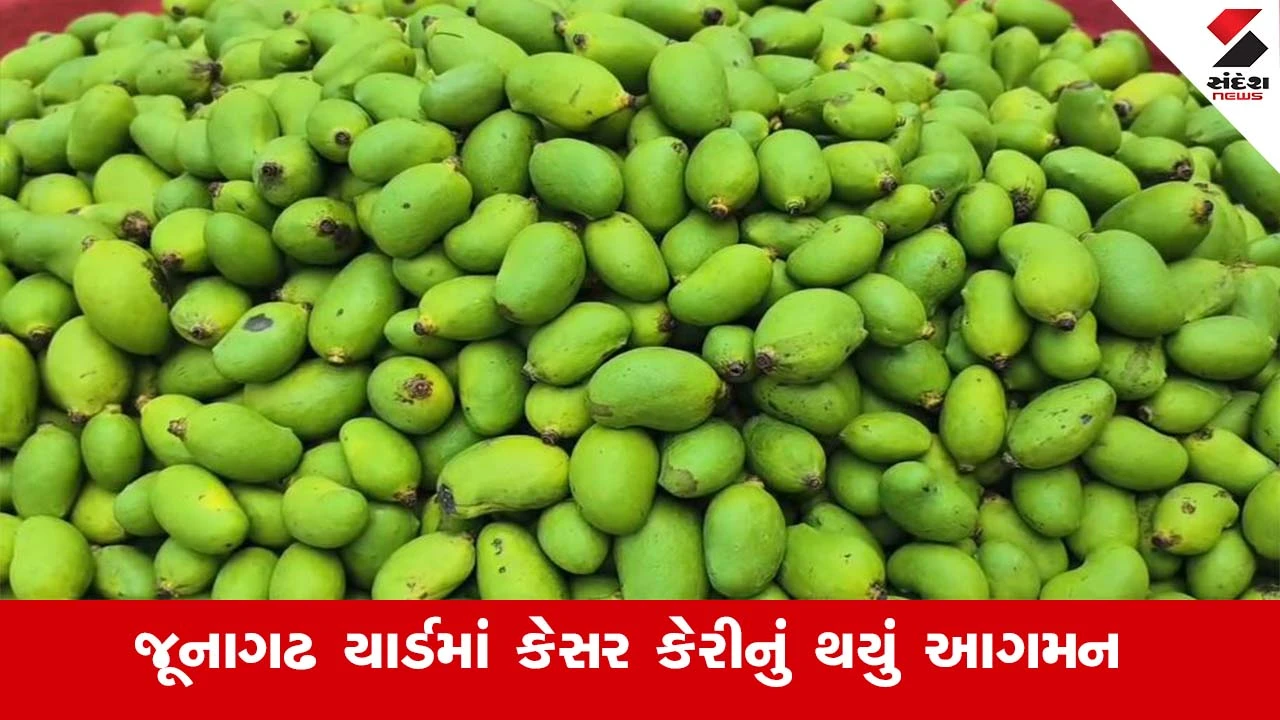 Junagadh News : કેરીના રસિયાઓ માટે ખુશખબર, જૂનાગઢ યાર્ડમાં કેસર કેરીનું થયું આગમન