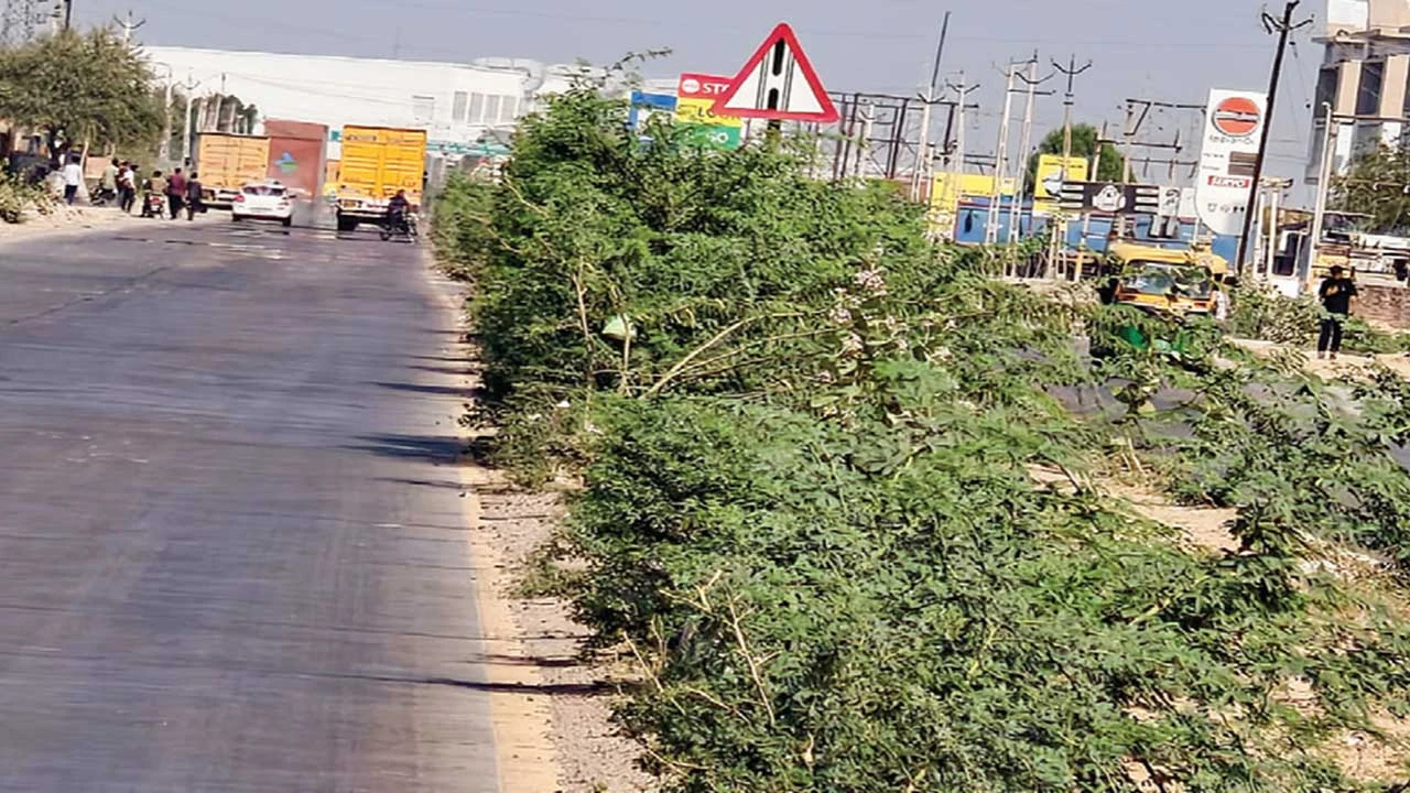હાંસલપુરથી દસાડા ફોરલેન હાઈવેના ડિવાઈડરો ઉપર બાવળોના ઝુંડ 