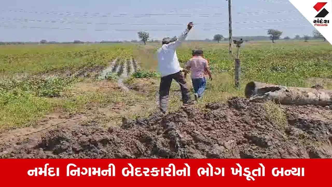 આમોદમાં નર્મદા કેનાલમાં ગાબડું પડતાં પાણી ખેતરોમાં ઘૂસ્યા, મગનો પાક બળી ગયો: Bharuch News.