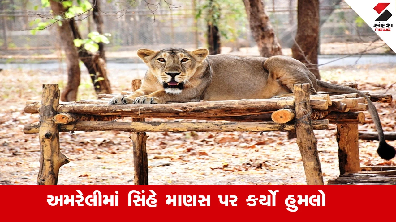 ખાંભામાં સિંહે યુવક પર હુમલો કર્યો, ઈજાગ્રસ્તને સારવાર માટે ખસેડાયા.