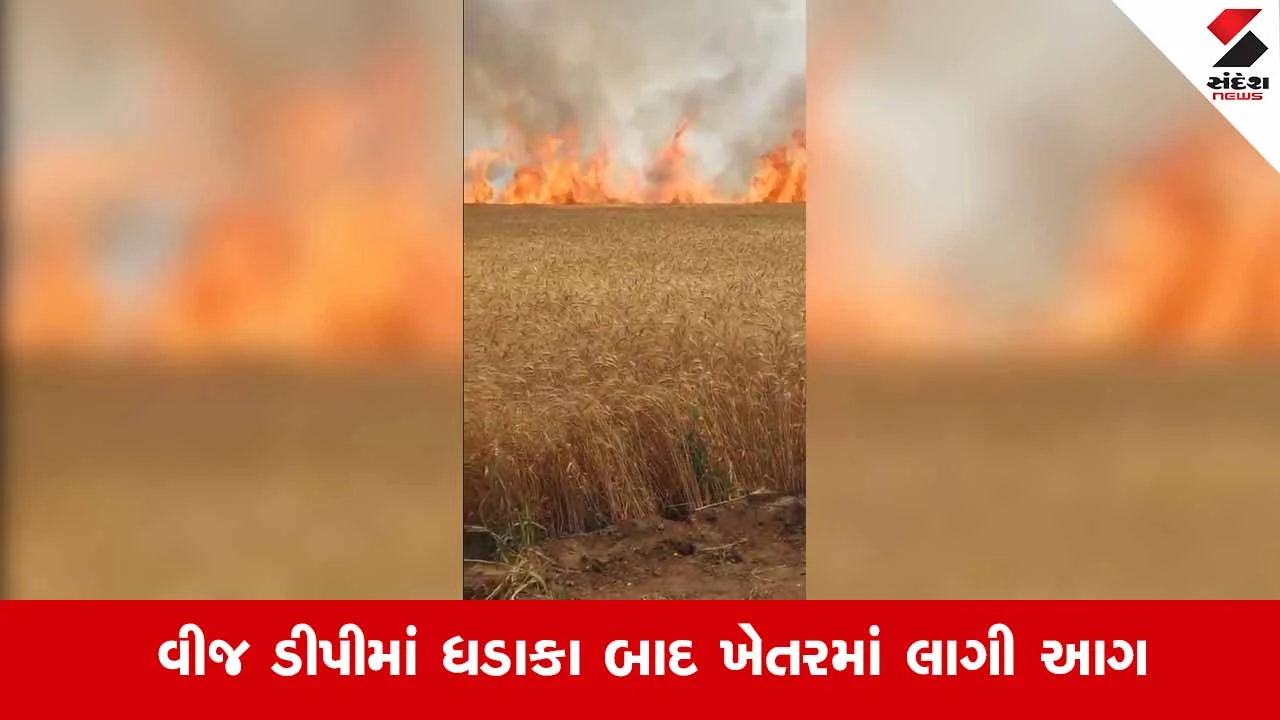 Jetpurના મેવાસા ગામે ખેતરમાં લાગી આગ, 12 વીઘામાં તૈયાર ઘઉંનો પાક બળીને થયો ખાખ 