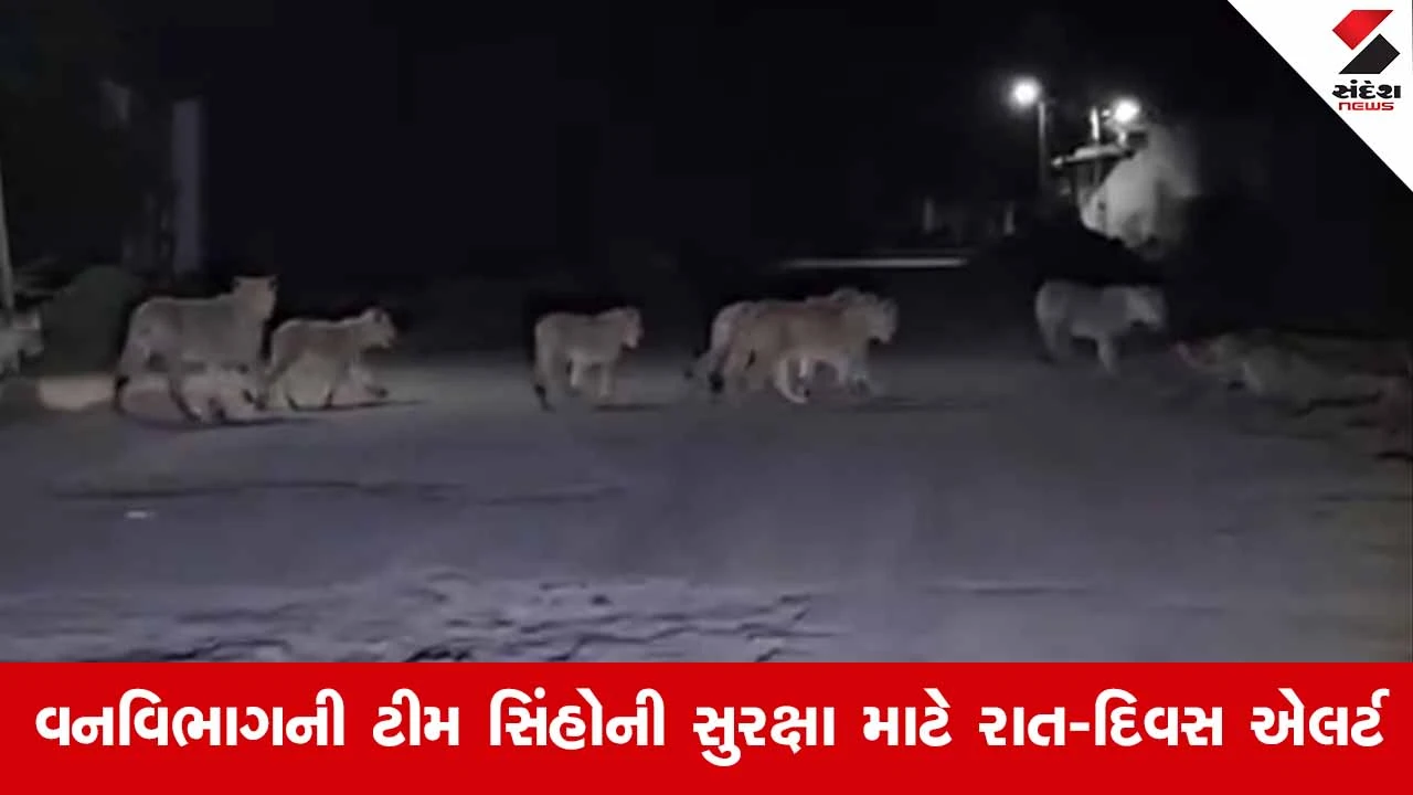 Amreli News: જાફરાબાદમાં એકસાથે 10 સાવજોનું રોડ ક્રોસિંગ; વનવિભાગે ટ્રાફિક થંભાવી વનરાજને આપ્યો માર્ગ 