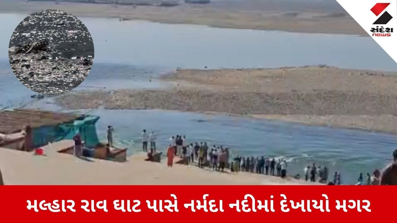 Narmada News: મલ્હાર રાવ ઘાટ પાસે નર્મદા નદીમાં દેખાયો મહાકાય મગર, શ્રદ્ધાળુઓમાં ફેલાયો ફફડાટ 