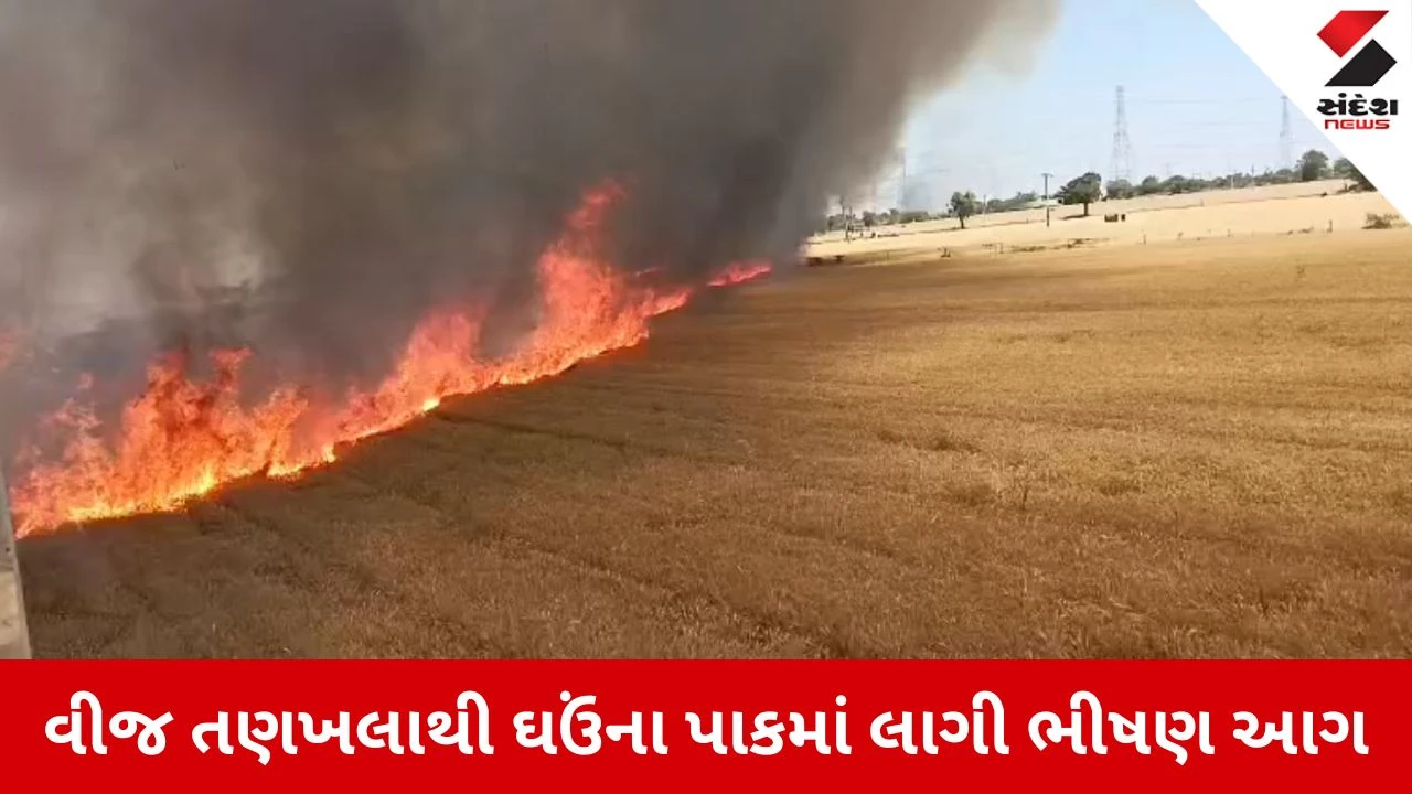 Morbi News: નવા વેગડવાવ ગામે વીજ તણખલાએ વેર્યો વિનાશ, 20 વીઘામાં ઉભો ઘઉંનો પાક બળીને ખાખ 