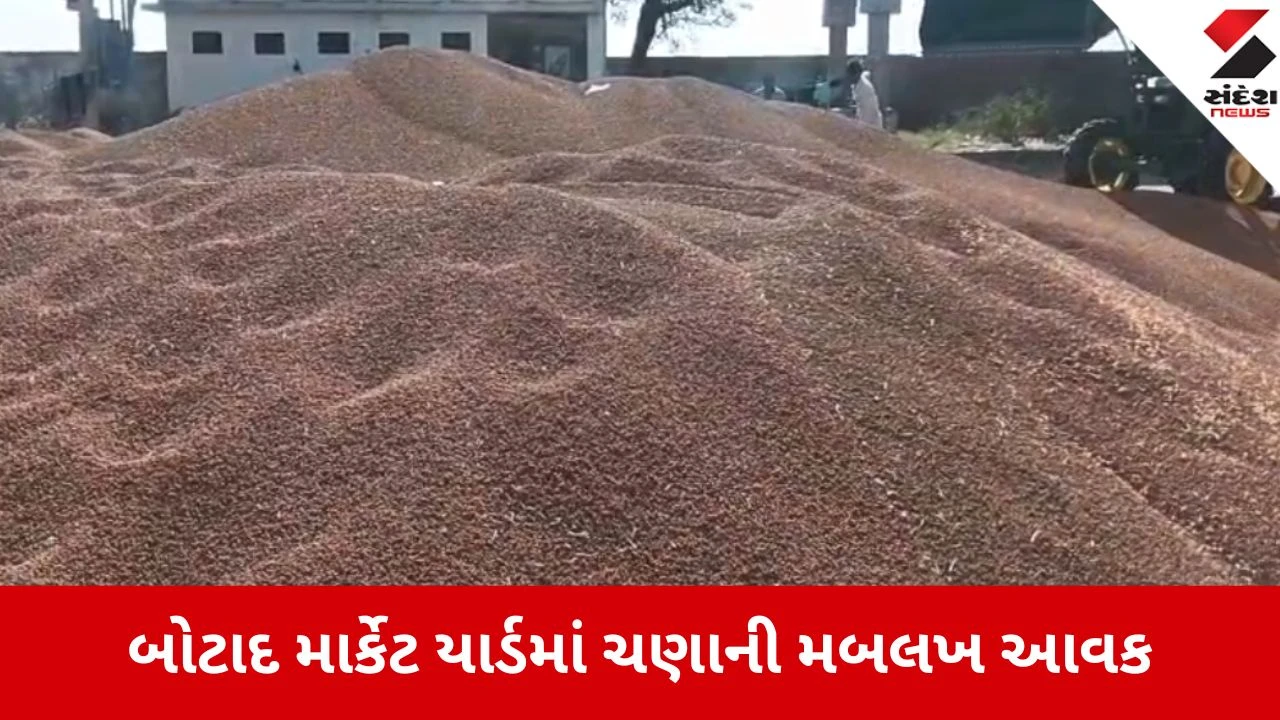 Botad: માર્કેટ યાર્ડમાં ચણાની મબલખ આવક, હરાજીમાં ખેડૂતોને સારા ભાવની આશા 