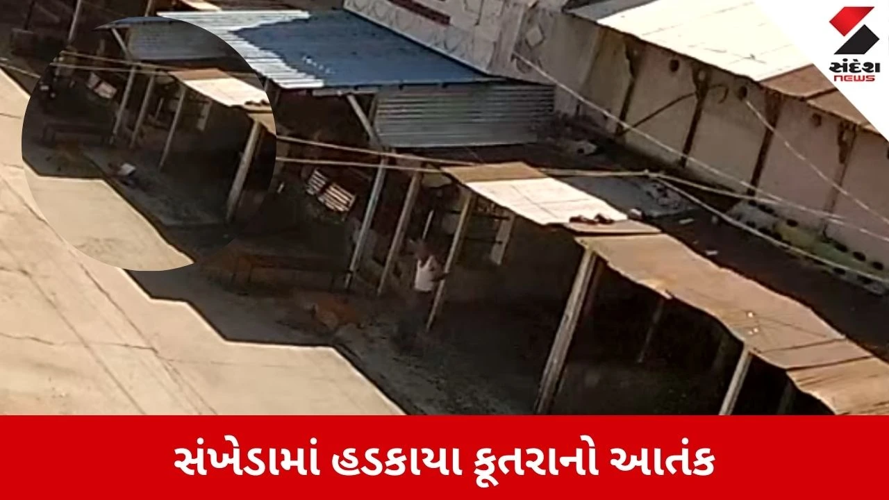 Chhota Udepur News: સંખેડામાં હડકાયા કૂતરાનો આતંક, આધેડ અને બાળક સહિત ત્રણને બચકા ભર્યા, જુઓ Video 