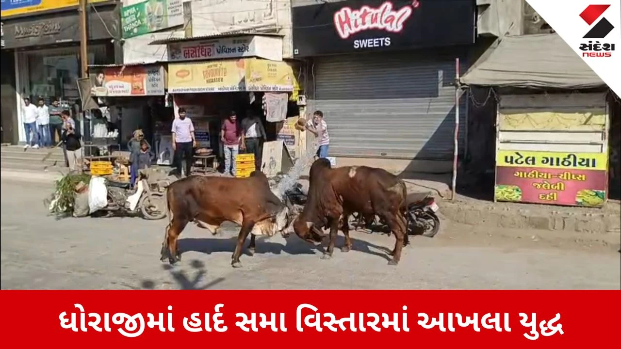 Rajkot News: ધોરાજીમાં આખલા યુદ્ધથી અફરાતફરી, જેતપુર રોડ પર ફેલાયો ફફડાટ 