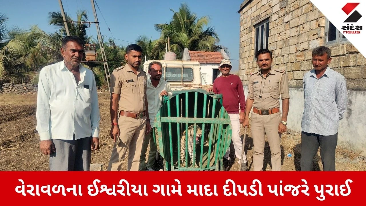 Gir Somnath News: ઈશ્વરીયા ગામે માદા દીપડી પાંજરે પુરાઈ, ગ્રામજનોએ લીધો રાહતનો શ્વાસ 