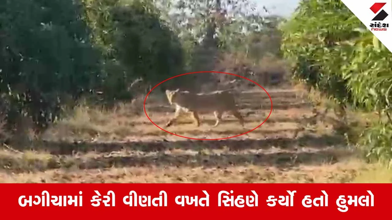 Gir Somnathમાં સિંહણનો 8 વર્ષની બાળકી પર હુમલો: પુત્રીને બચાવવા માતા સિંહણ સામે લડી 