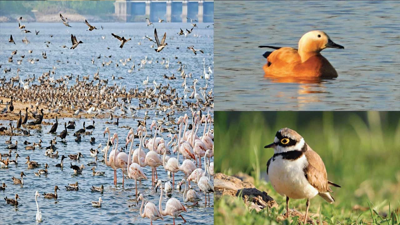 Aravalli: ધરોઈ જળાશયમાં યાયાવર પક્ષીઓનો જમાવડો 