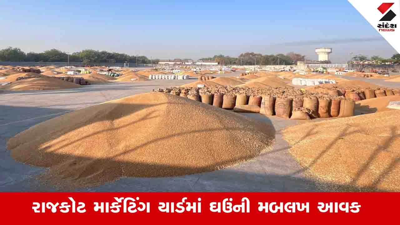 Rajkot News: બેડી યાર્ડમાં 90 હજાર મણ નવા ઘઉંની આવક નોંધાઈ, 15 માર્ચથી અન્ય જણસની ખરીદી શરૂ થશે