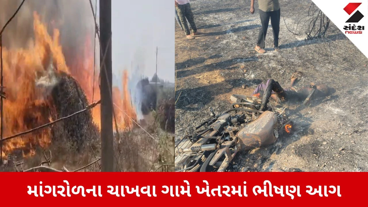 Junagadh News: માંગરોળના ચાખવા ગામે ખેતરમાં ભીષણ આગ, એક વ્યક્તિ ગંભીર રીતે દાઝ્યો