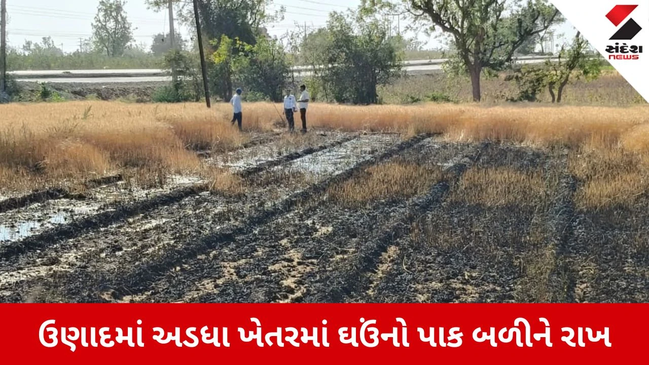 Mahesana News: ઉણાદમાં વીજ તણખલાએ વેર્યો વિનાશ, ખેડૂતનો અડધા ખેતરમાં ઘઉંનો પાક બળીને રાખ 