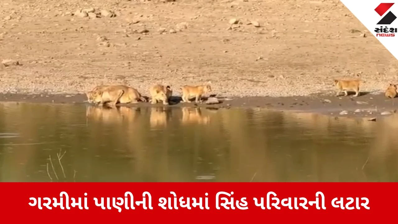 કાળઝાળ ગરમીમાં સિંહ પરિવાર શેત્રુંજય ડુંગરથી તળાવ કાંઠે પહોંચ્યો.
