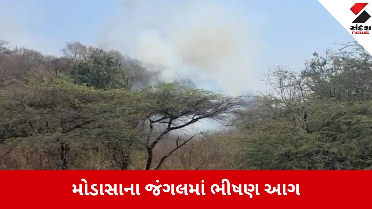 Modasa: સાબરમતી CNG પંપ પાછળ જંગલ વિસ્તારમાં ભીષણ આગ, પંપ પર અફરાતફરીનો માહોલ 