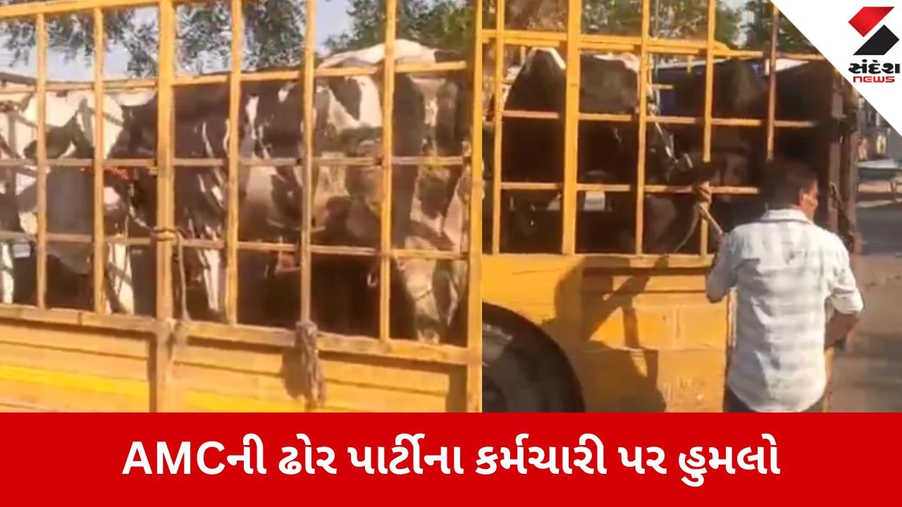 AMCની ટીમ પર રખડતા ઢોર પકડવા જતા હુમલો, ચાર શખ્સોએ 'જાનથી મારી નાખવાની' ધમકી આપી ફરાર થયા.