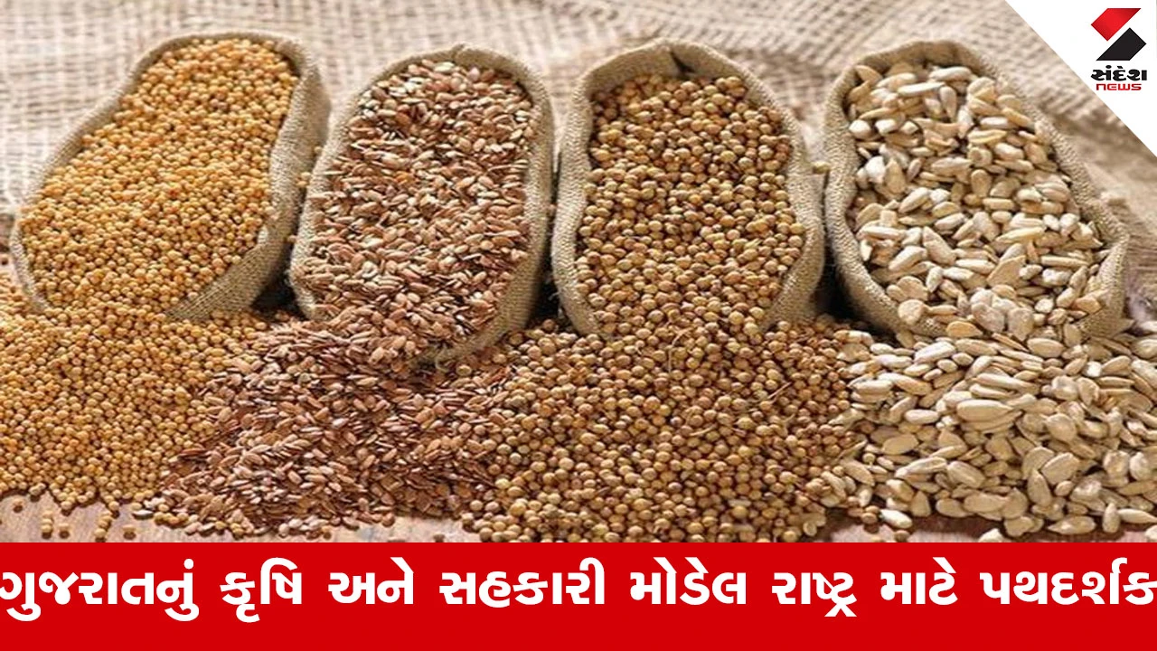 Agriculture News: કઠોળ અને તેલીબિયાંમાં અભૂતપૂર્વ વધારો, ગુજરાત મોડેલ રાષ્ટ્ર માટે પથદર્શક.