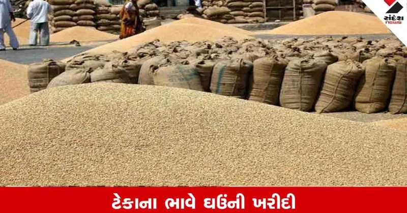 Agriculture News: રવિ માર્કેટિંગ સીઝન 2026-27 અંતર્ગત ઘઉંની ટેકાના ભાવે સીધી ખરીદી થશે 