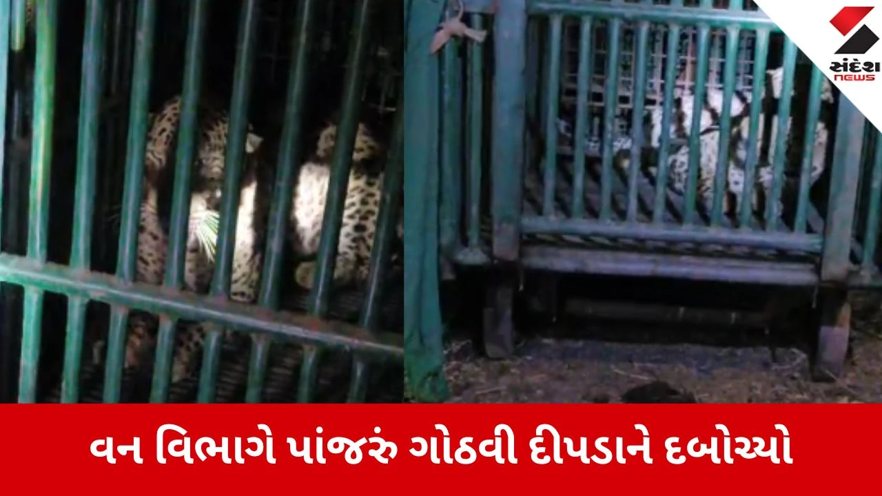 પાલીતાણાના પાંડેરીયામાં દીપડો પકડાતા ગ્રામજનોમાં ખુશી, વન વિભાગે દીપડાને સુરક્ષિત જંગલમાં છોડ્યો.
