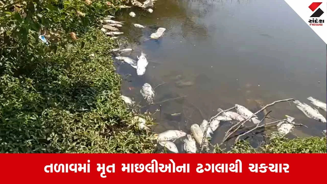 Anandન News: પેટલાદના ભવાનીપુરા ગામે તળાવમાં સેંકડો માછલીઓના મોત, વિસ્તારમાં ભારે દુર્ગંધ અને રોગચાળાનો ભય 