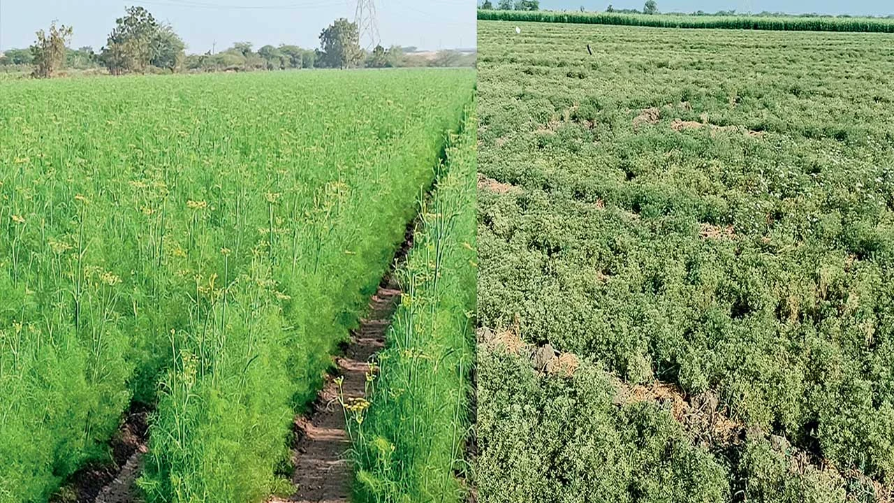 Modasa: ઉત્તર ગુજરાતમાં માવઠાના વર્તારાથી ખેડૂતોમાં ઉચાટ 