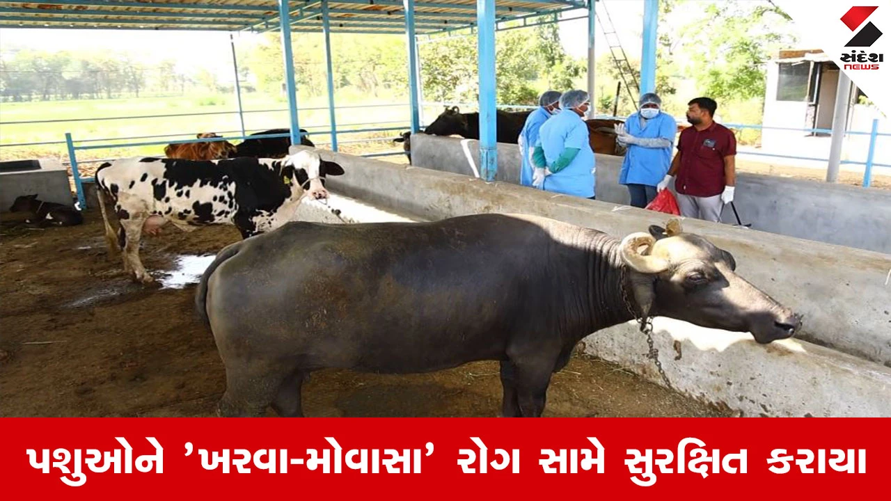 Agriculture News : પશુપાલન ક્ષેત્રે ગુજરાતે વધુ એક ઐતિહાસિક સિદ્ધિ હાંસલ કરી, 3 કરોડથી વધુ પશુઓને 'ખરવા-મોવાસા' (FMD) રોગ સામે સુરક્ષિત કરાયા 
