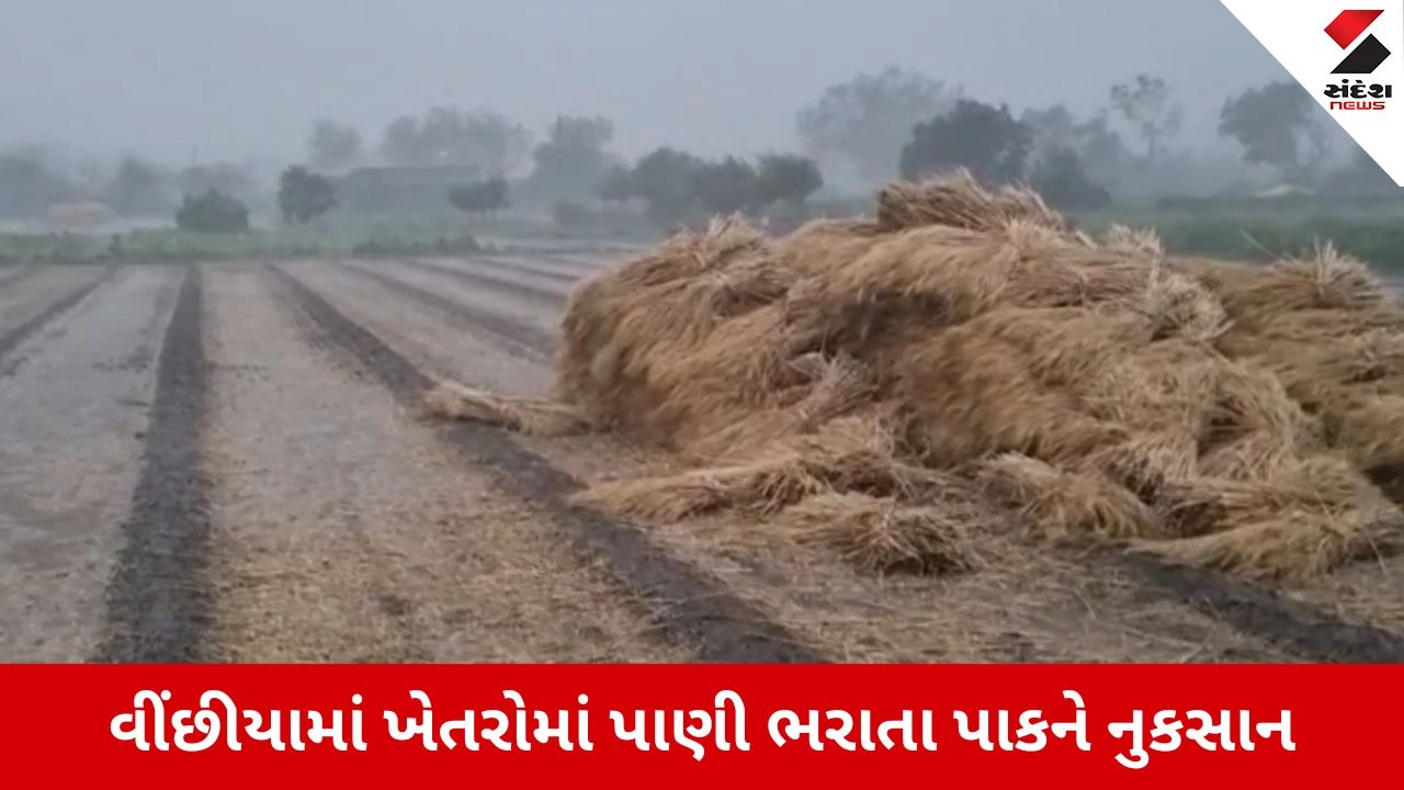 Rajkot News: વીંછીયામાં ભારે પવન અને કરા સાથે માવઠું, ખેતરોમાં પાણી ભરાતા ખેડૂતોને વ્યાપક નુકસાન