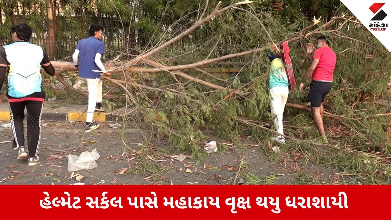 Ahmedabad News: હેલ્મેટ સર્કલ પાસે મહાકાય વૃક્ષ થયુ ધરાશાયી, સ્થાનિકોએ ખુલ્લો કર્યો રસ્તો