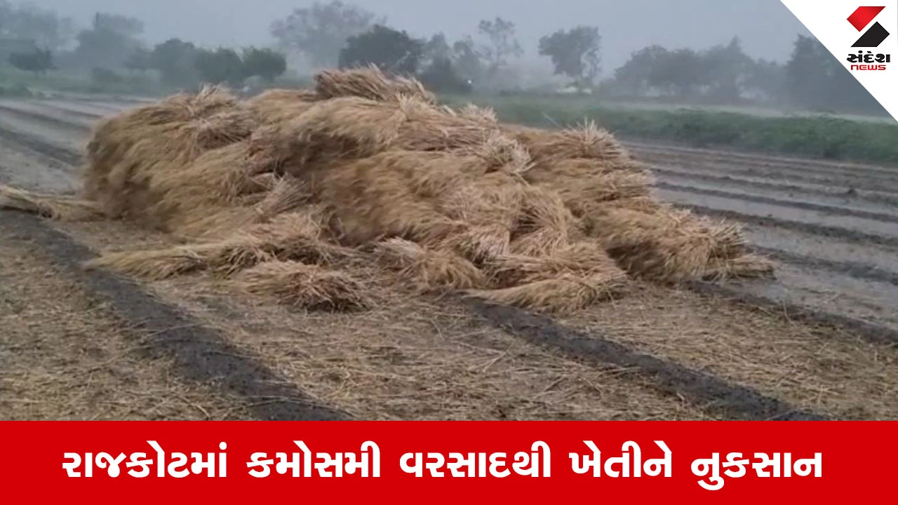 રાજકોટમાં કમોસમી વરસાદથી બારમાસી મસાલા માર્કેટને નુકસાન, વેપારીઓને ભારે અસર.