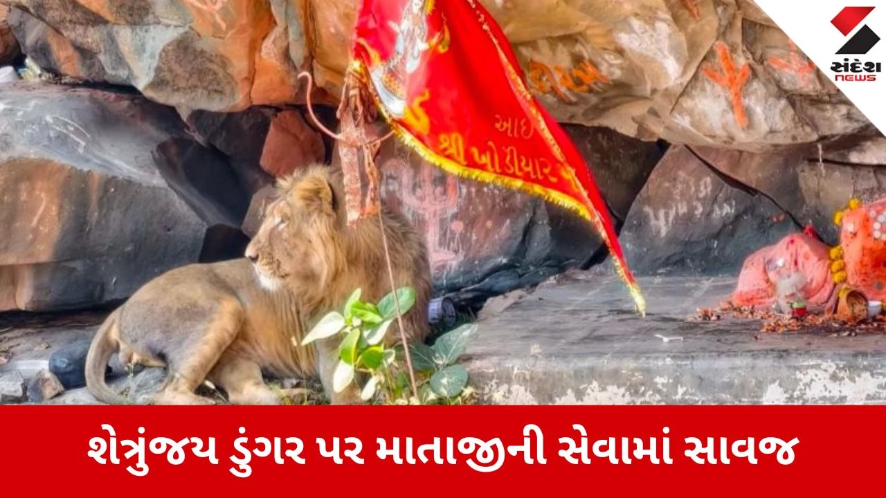 શેત્રુંજય ડુંગર પર માતાજીના મંદિર પાસે સિંહ, વન મંત્રીએ ફોટો શેર કર્યો.