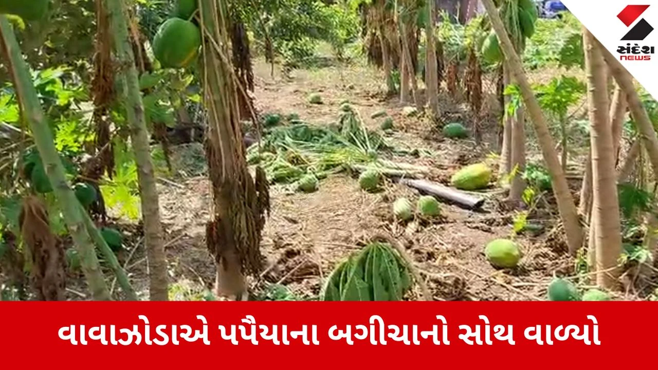 Jamnagar: જોડિયા પંથકમાં મીની વાવાઝોડાનો કહેર, હડીયાણા ગામે પપૈયાનો પાક જમીનદોસ્ત
