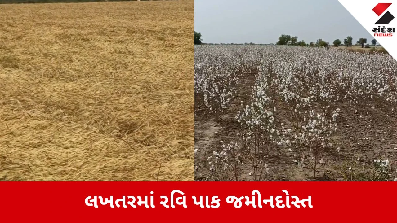 Surendranagar: લખતરમાં વાવાઝોડા અને વરસાદે ખેતી પાકોનો વિનાશ વેર્યો, ખેડૂતો આર્થિક સંકટમાં 
