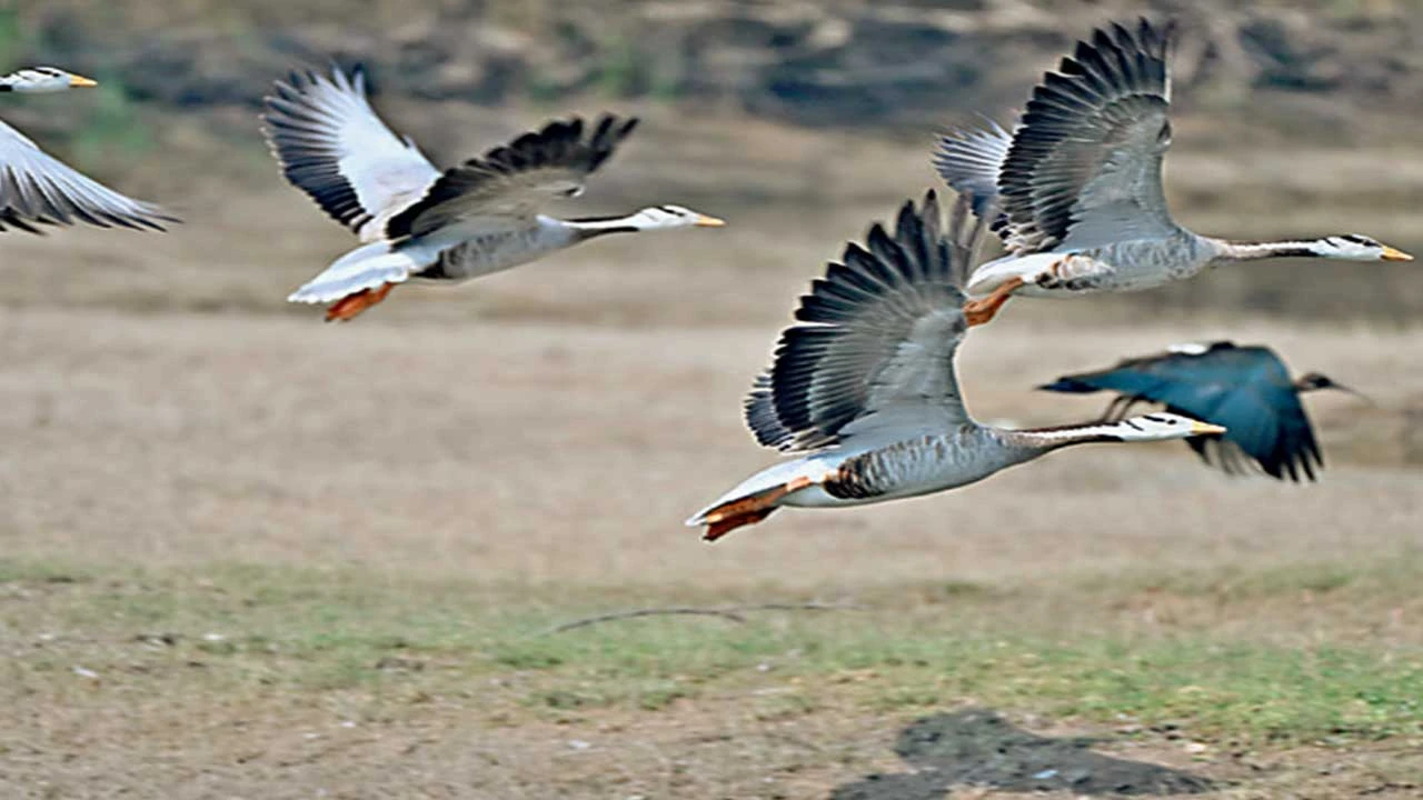 Halvad: યાયાવર વિહંગો ઉનાળાના આગમન સાથે વતન તરફ ઉડાન ભરશે 
