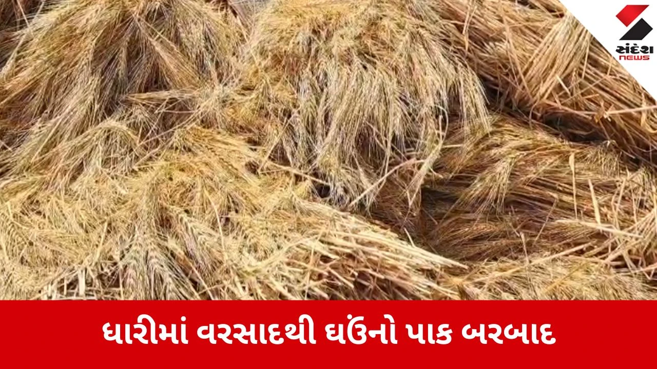 अमरेली बेमौसम बारिश अलर्ट किसानों की गेहूं फसल बर्बाद