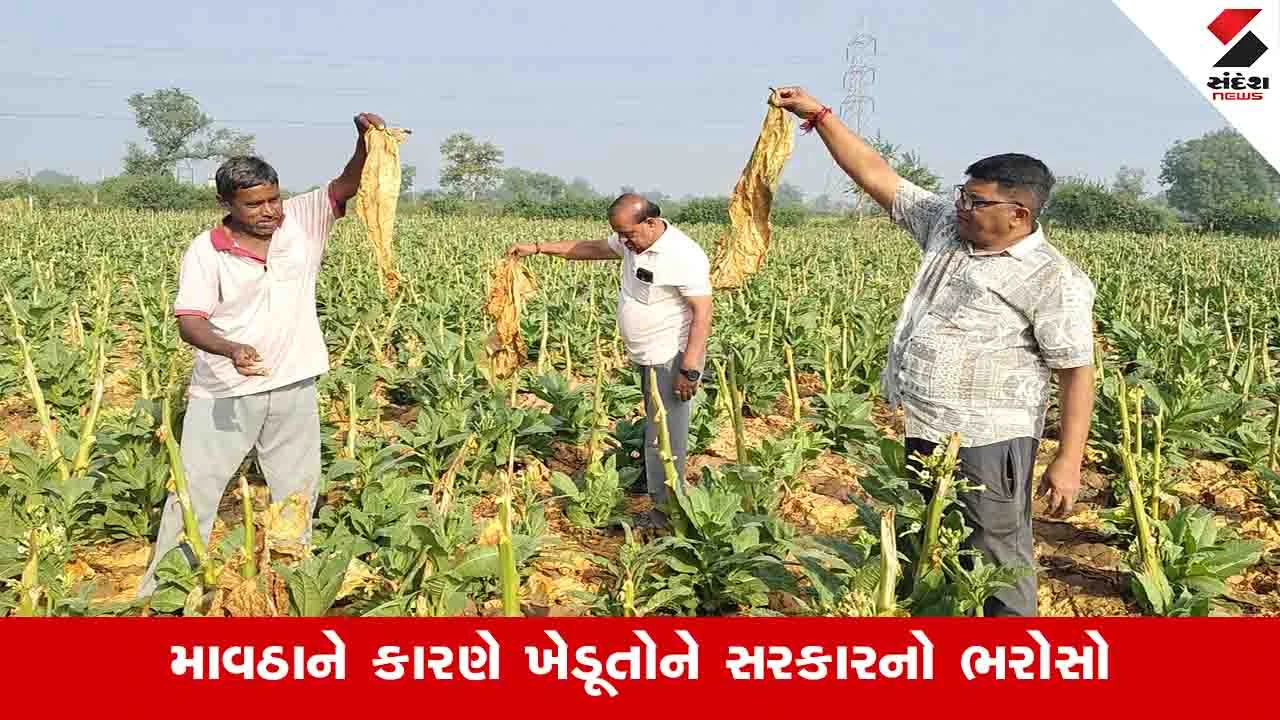 Anand News: તમાકુનો તૈયાર પાક પલળી જતાં ભારે નુકસાન, ખેડૂતોએ વિઘા દીઠ કરેલો 40 હજારનો ખર્ચ માથે પડ્યો 