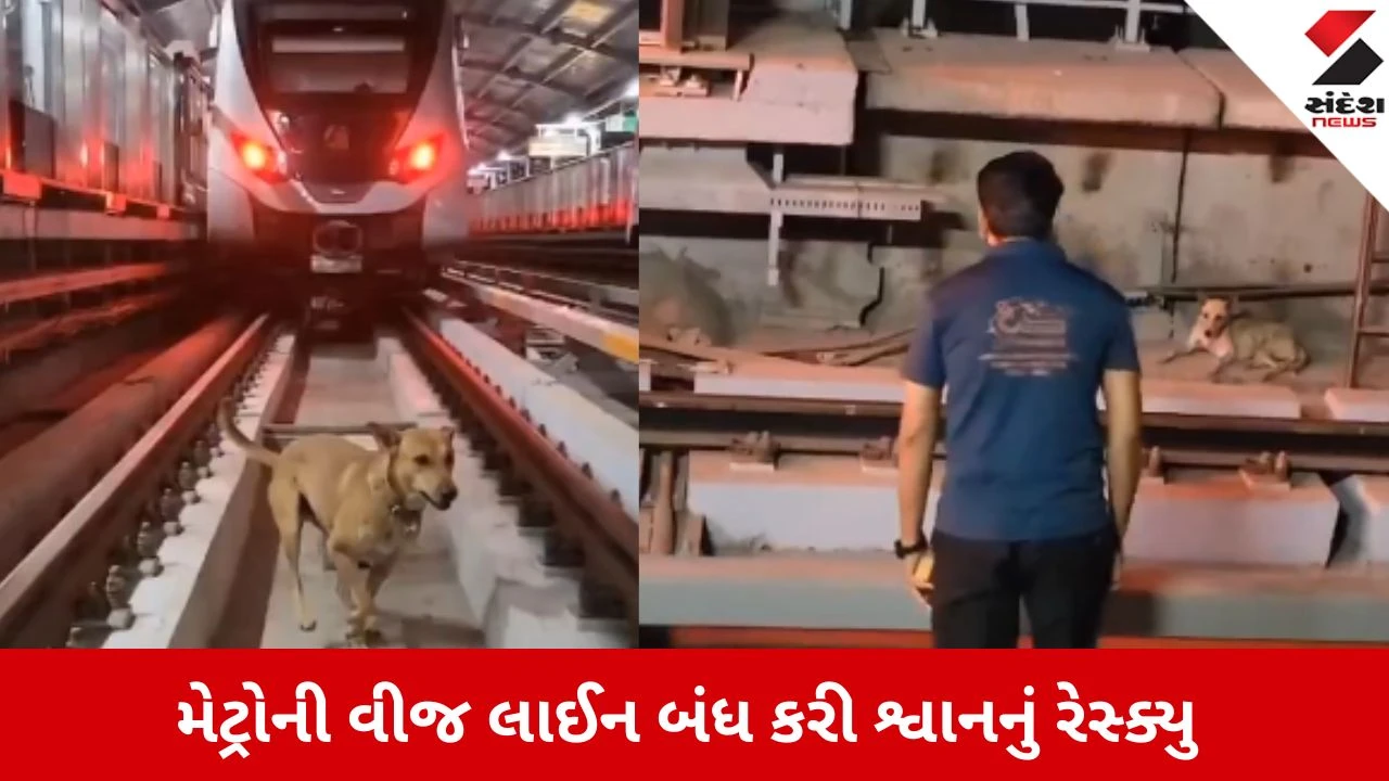 Ahmedabad: સુરક્ષા અને પોલીસ તૈનાત હોવા છતાં શ્વાન મેટ્રો ટ્રેક પર પહોંચી ગયું 