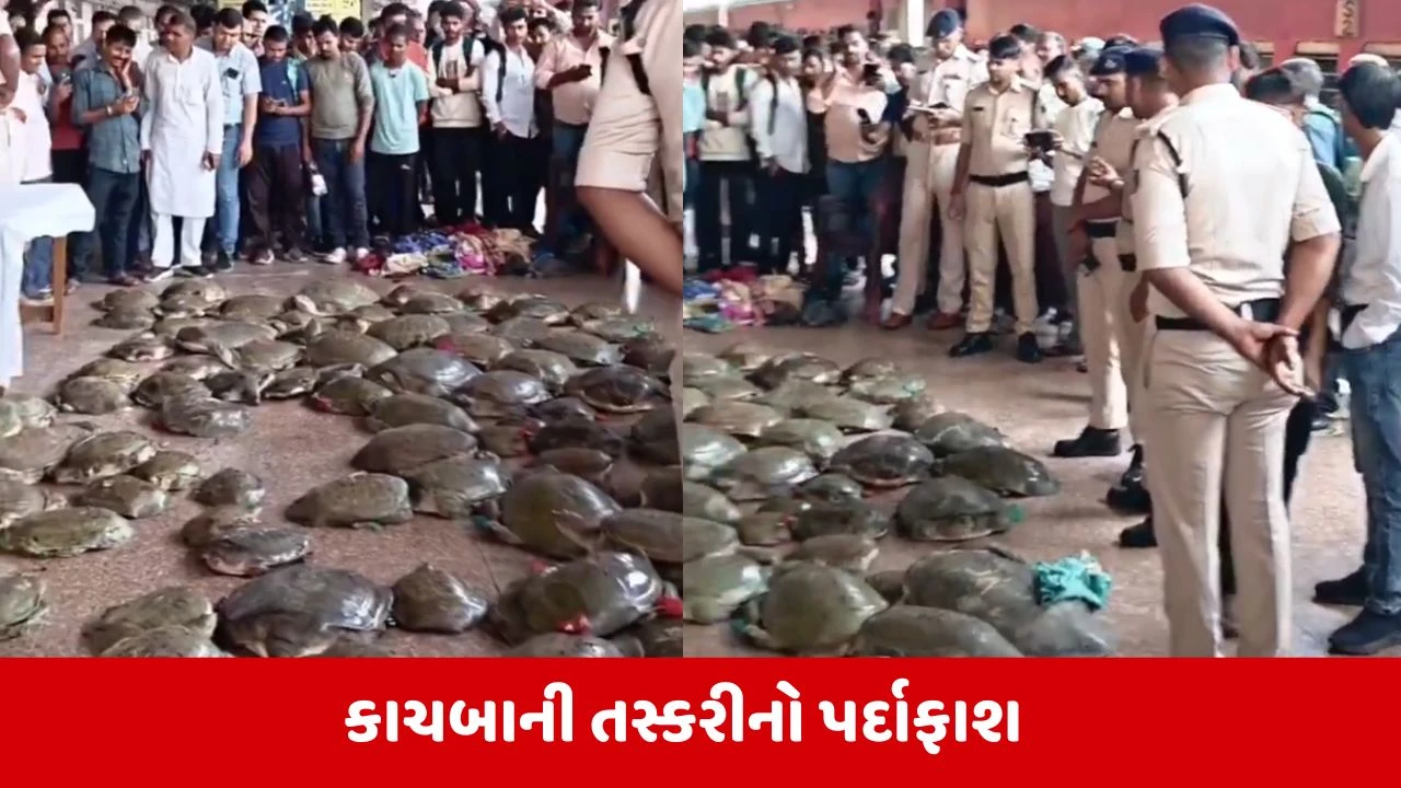 Patna જંકશન પર 100થી વધુ જીવંત કાચબાની તસ્કરી ઝડપાઈ, 5 આરોપીઓની કરાઈ ધરપકડ 
