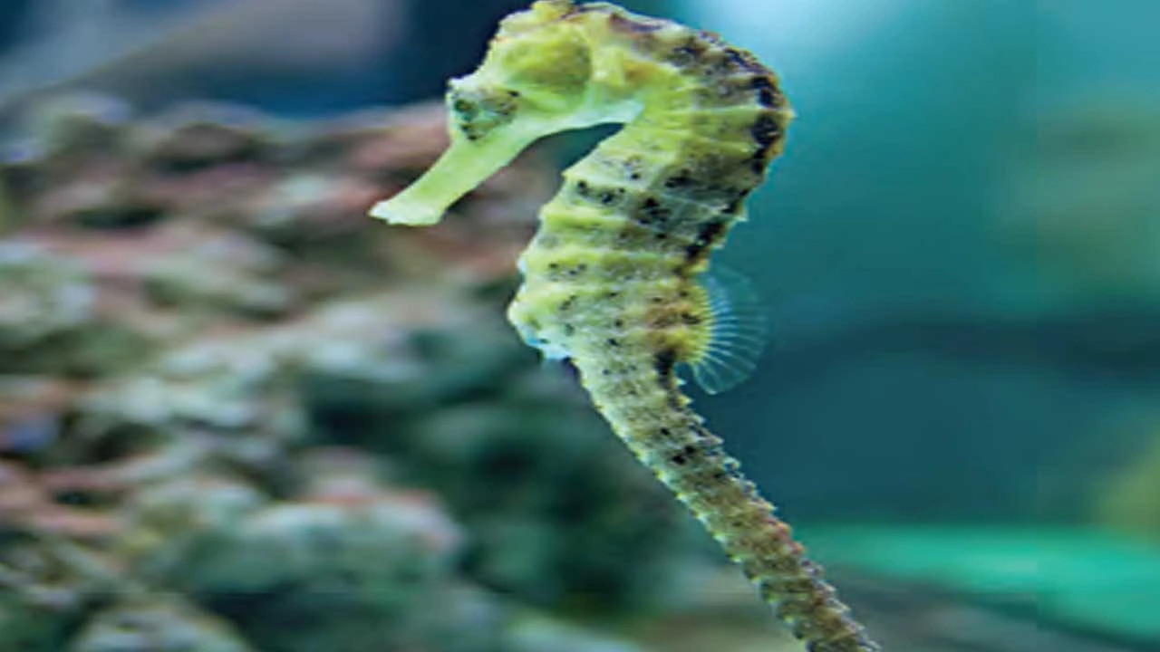 અદકેરી અદાવાળી માછલી દરિયાઈ ઘોડો.