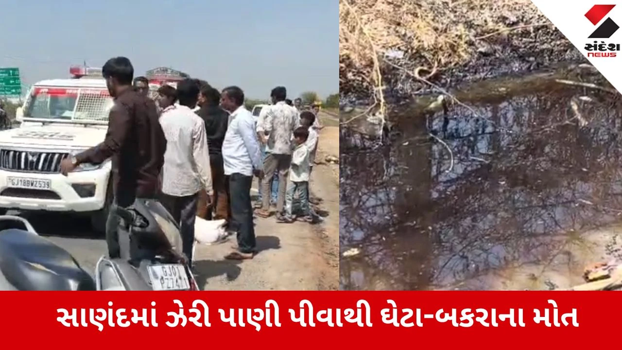 Ahmedabad: સાણંદ-વિરમગામ હાઇવે પર કેમિકલયુક્ત પાણી પીવાથી 33 પશુઓના કરુણ મોત 