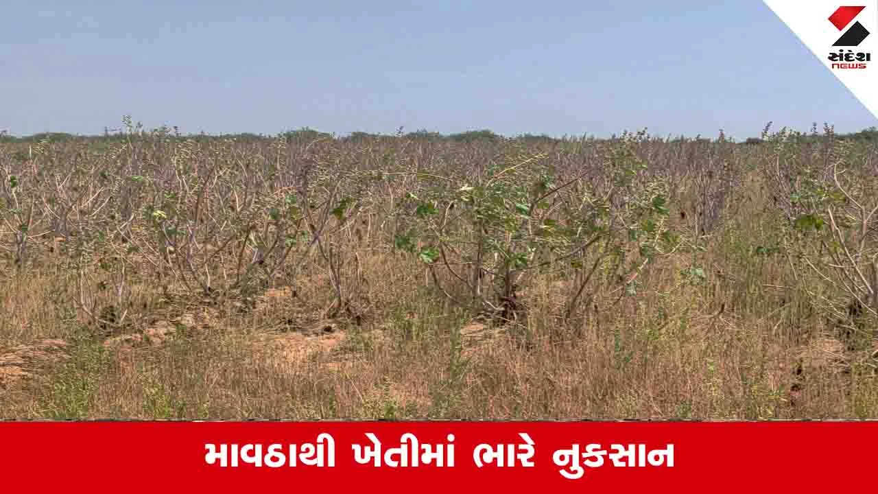 Kachchh News: જિલ્લામાં માવઠાએ એરંડાના પાકમાં ભારે નુકસાન પહોચાડ્યું, ખેડૂતોએ સહાયની માગ કરી