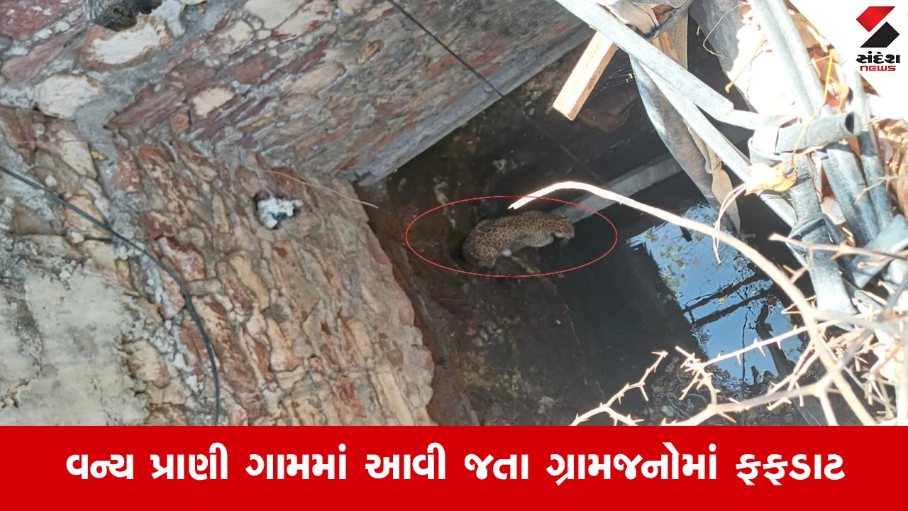 Bhavnagar News: ઉમરાળાના પરવાળા ગામે શિકારની શોધમાં નીકળેલો દીપડો ખુલ્લા કૂવામાં ખાબક્યો 